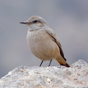Red-tailed Wheatear